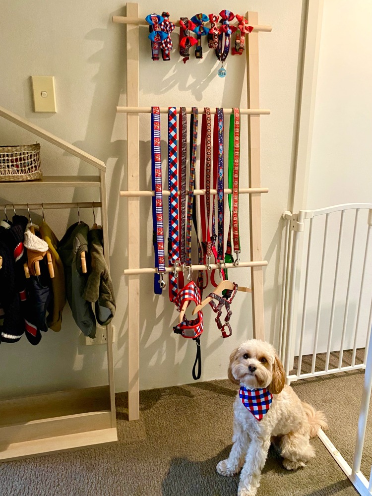 dog sitting by hanging leads and harnesses