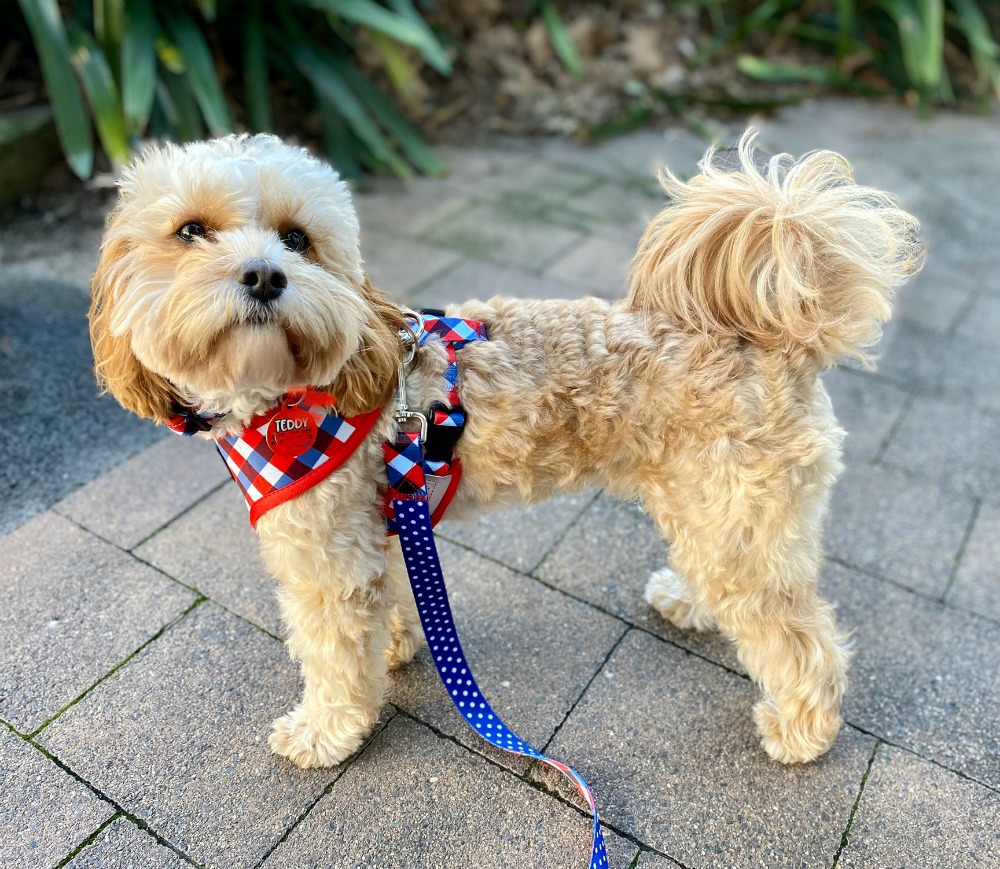 cavoodle wearing soapy moose trendsetter harness and lead