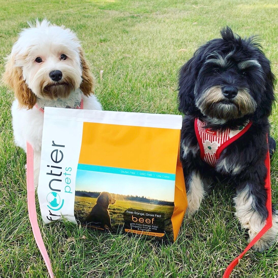 a white and black and tan cavoodle sitting next to a bag of Frontier Pets food