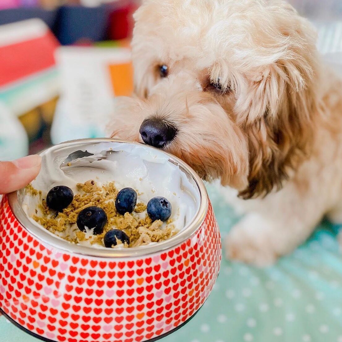 dog eating puppy sundae from dog bowl