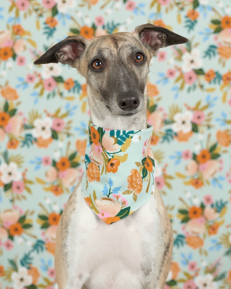 picture of whippet on floral background