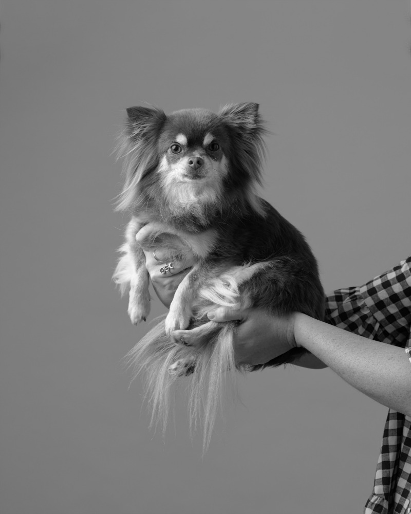 black and white image of small dog being held