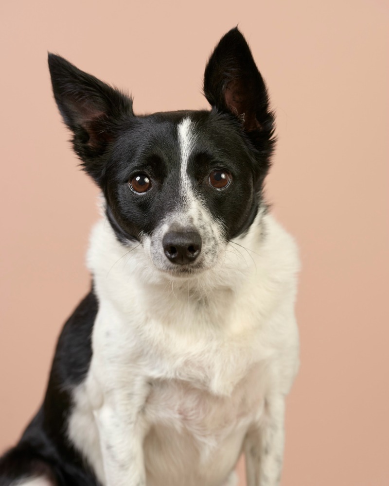 photo of black and white dog on pink background