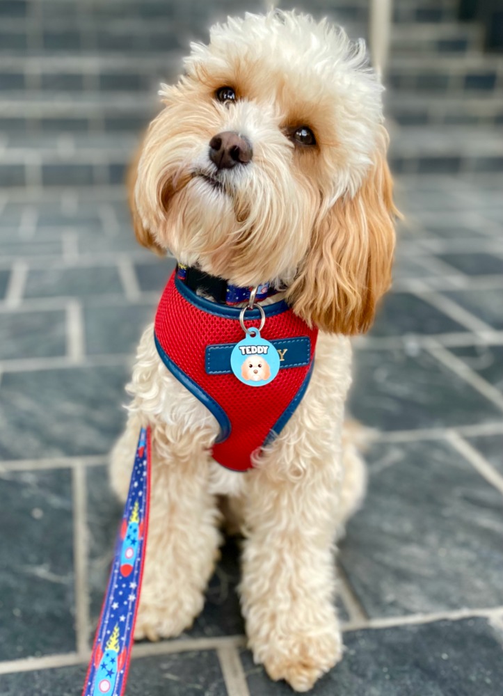 cavoodle with red harness wearing zoopeez name tag