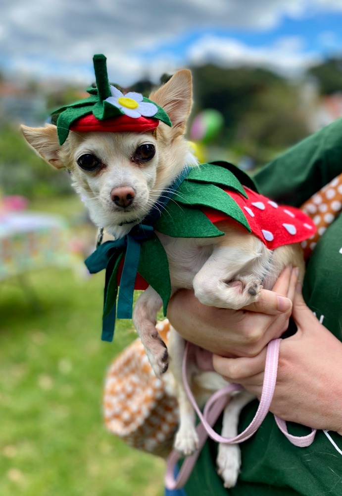 Chihuahua wearing strawberry