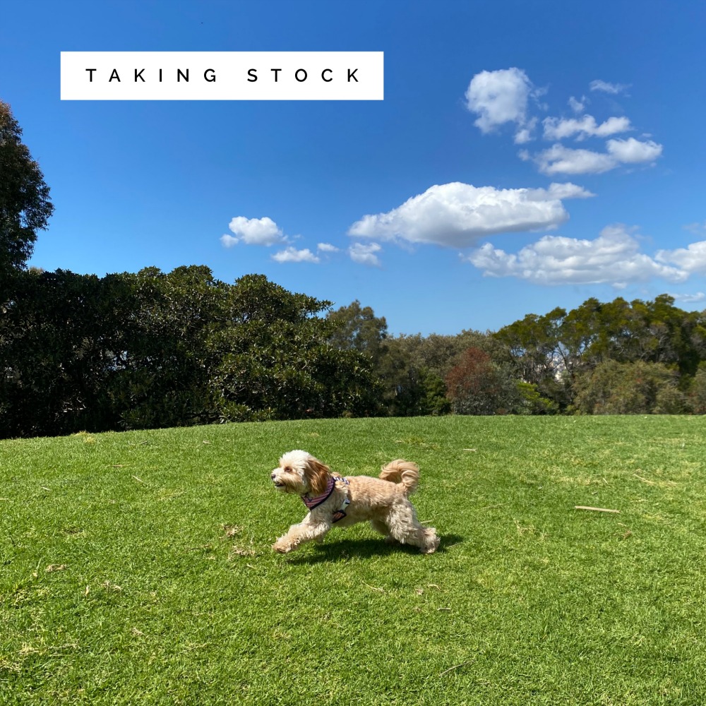 dog running across grass with deep blue sky