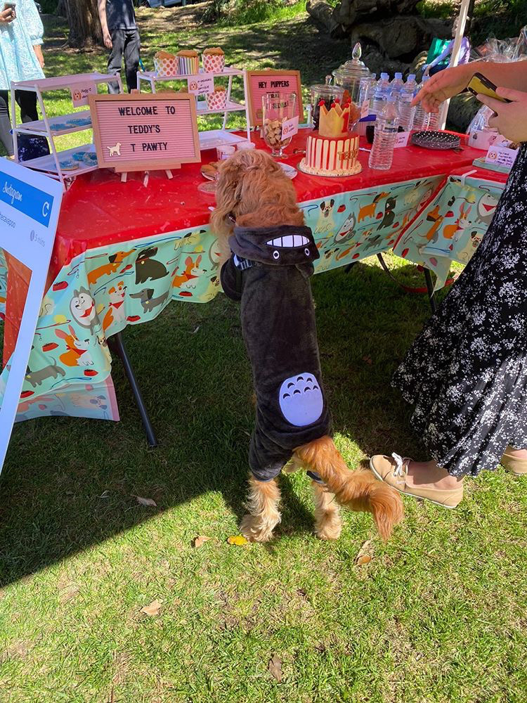 dog standing up looking at treats on party table