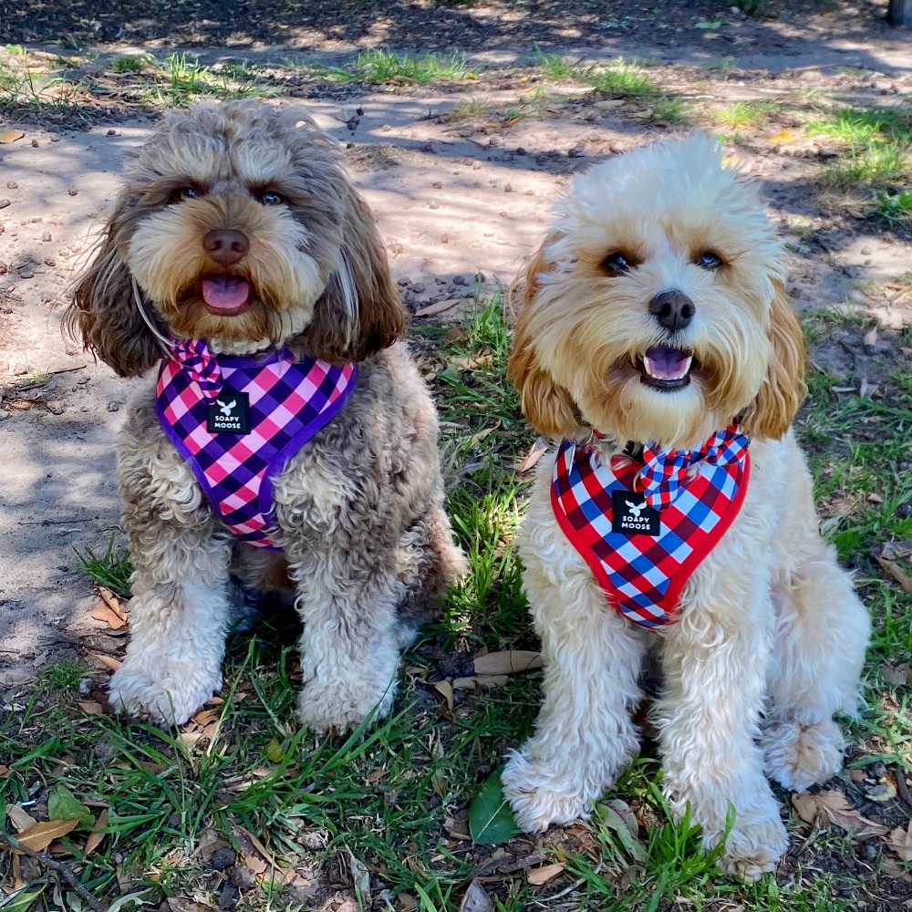 two cavoodles wearing matching harnesses
