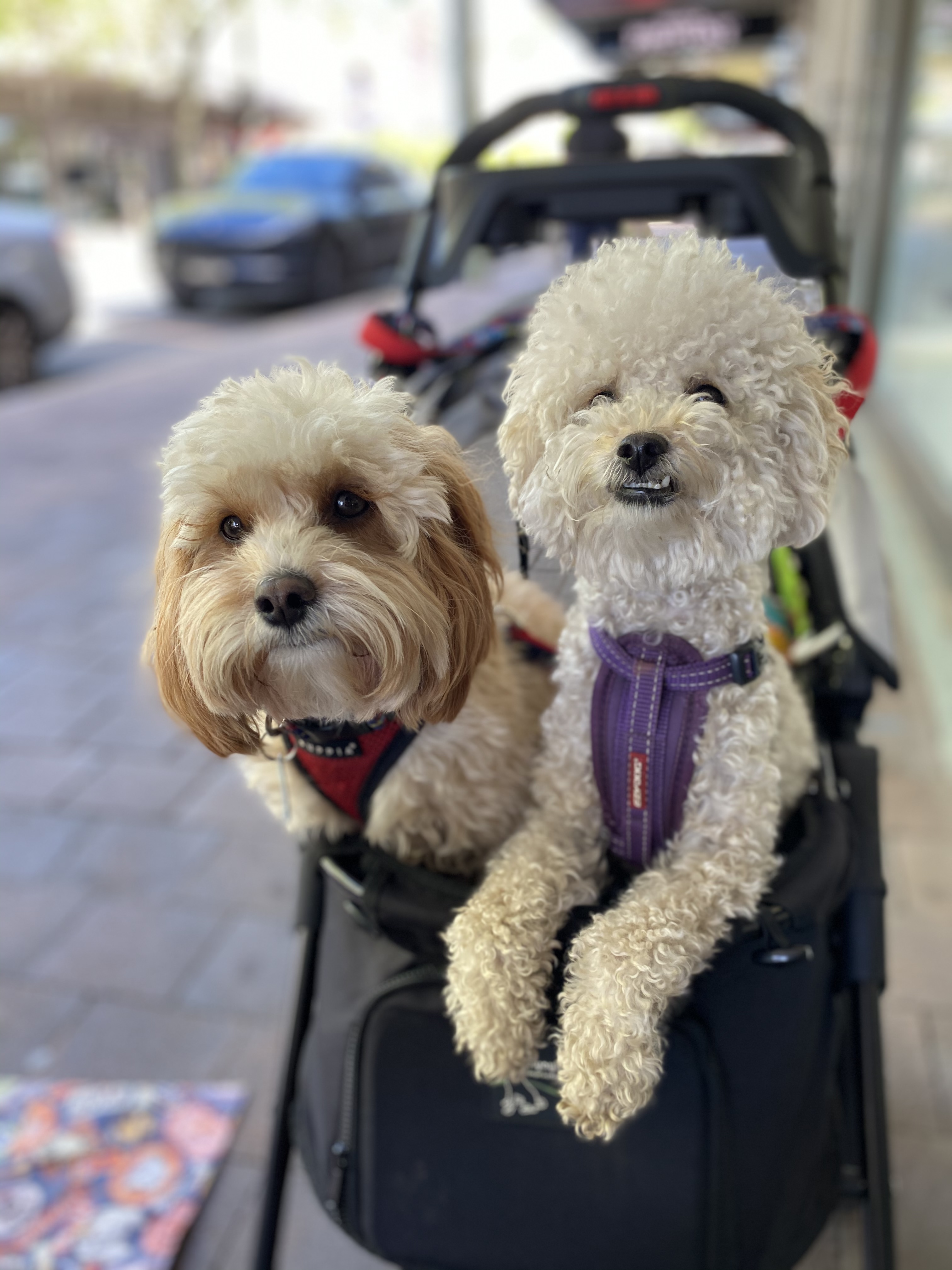 2 small oodles in a dog stroller