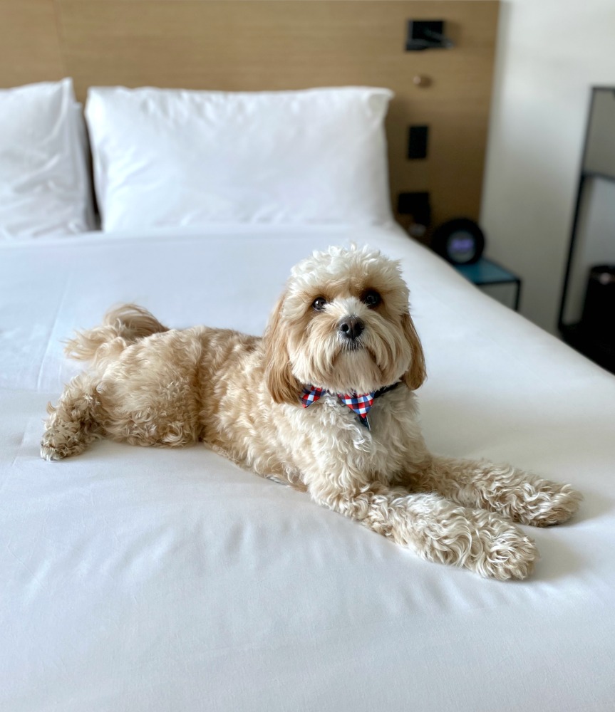 dog lying on king size bed in hotel room