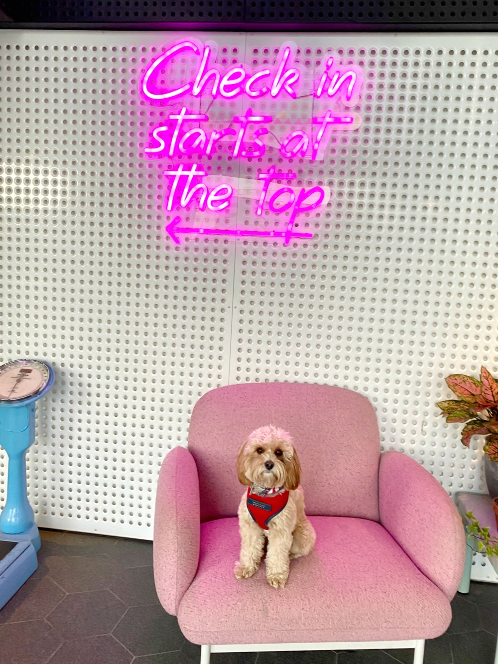 cavoodle sitting on a pink velvet armchair