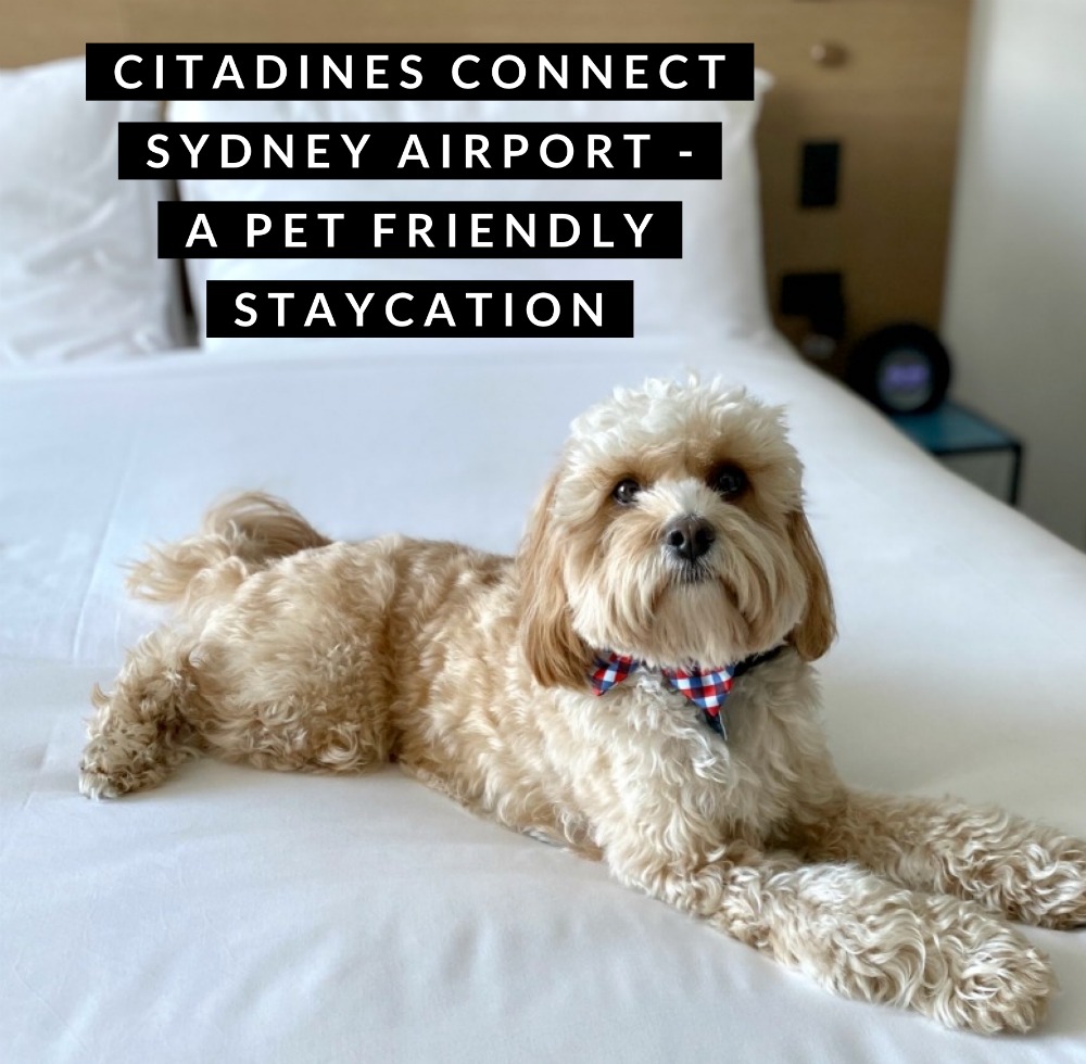 Citadines Connect Sydney Airport - A Pet Friendly ...