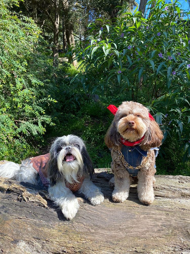 dog fancy dress Tupac and Tarzan