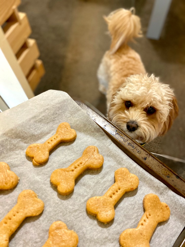 dog sniffing tray of peanut butter dog biscuits