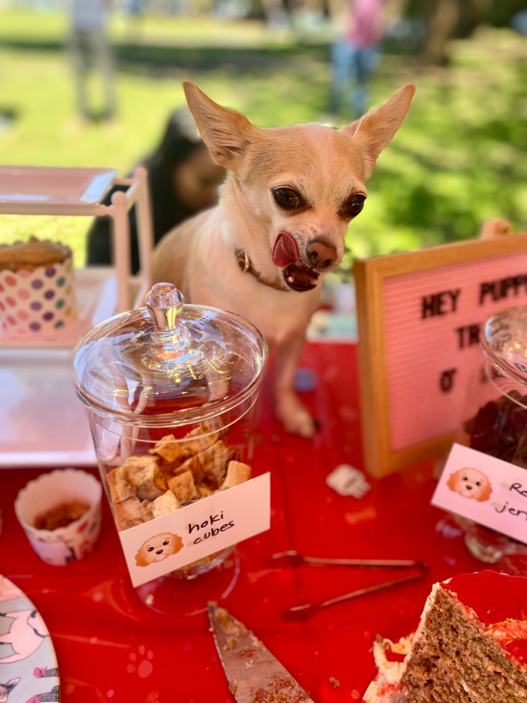 chihuahua sitting next to dog treats at a dog party