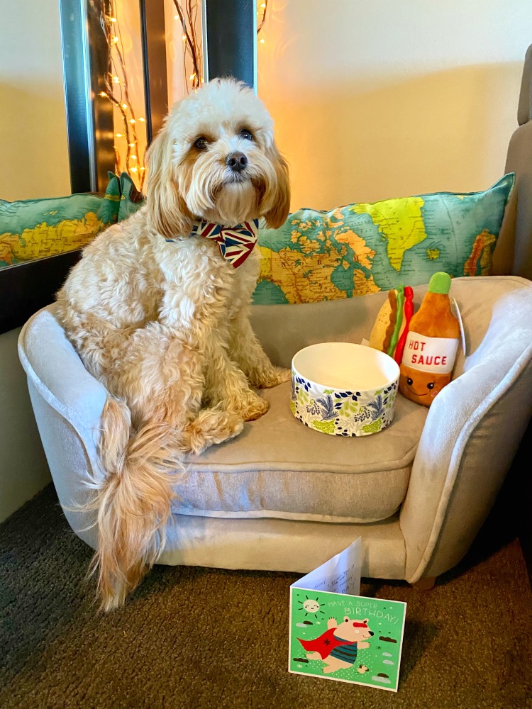 dog sitting on small sofa with gifts