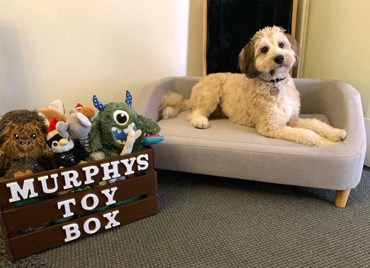 dog sitting on pet sofa next to toy box