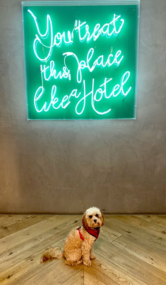 puppy sitting under neon sign