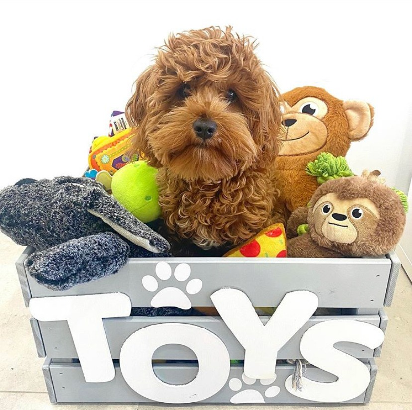 toy cavoodle sitting in toy box surrounded by toys