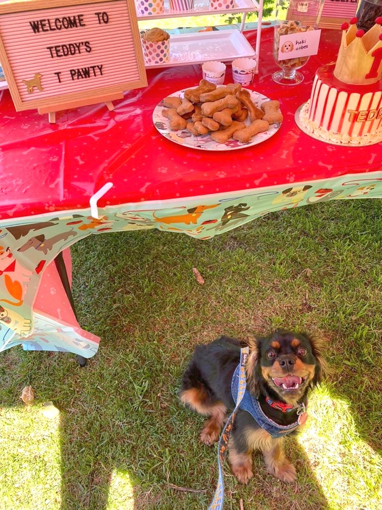 dog sitting under a table with a plate of peanut butter dog biscuits