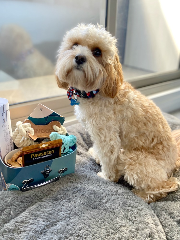 dog looking at small suitcase of treats