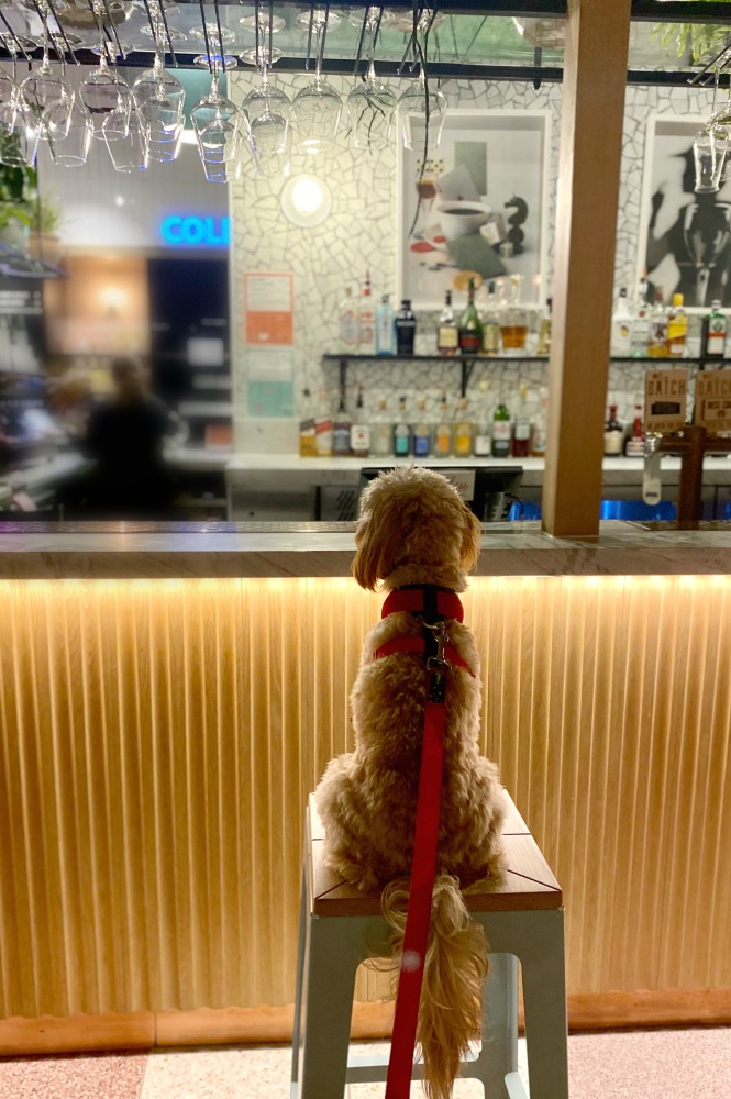 cavoodle sitting on a bar stool looking at the bar