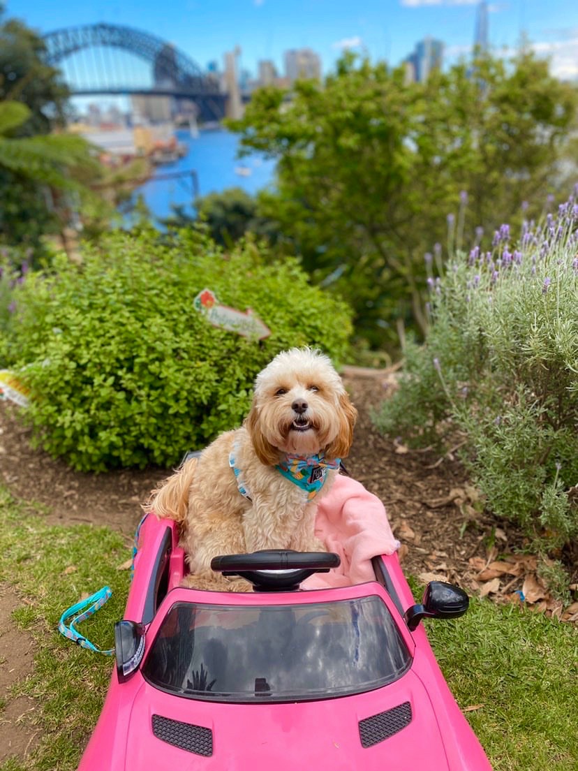 cavoodle sitting in a toy pink car