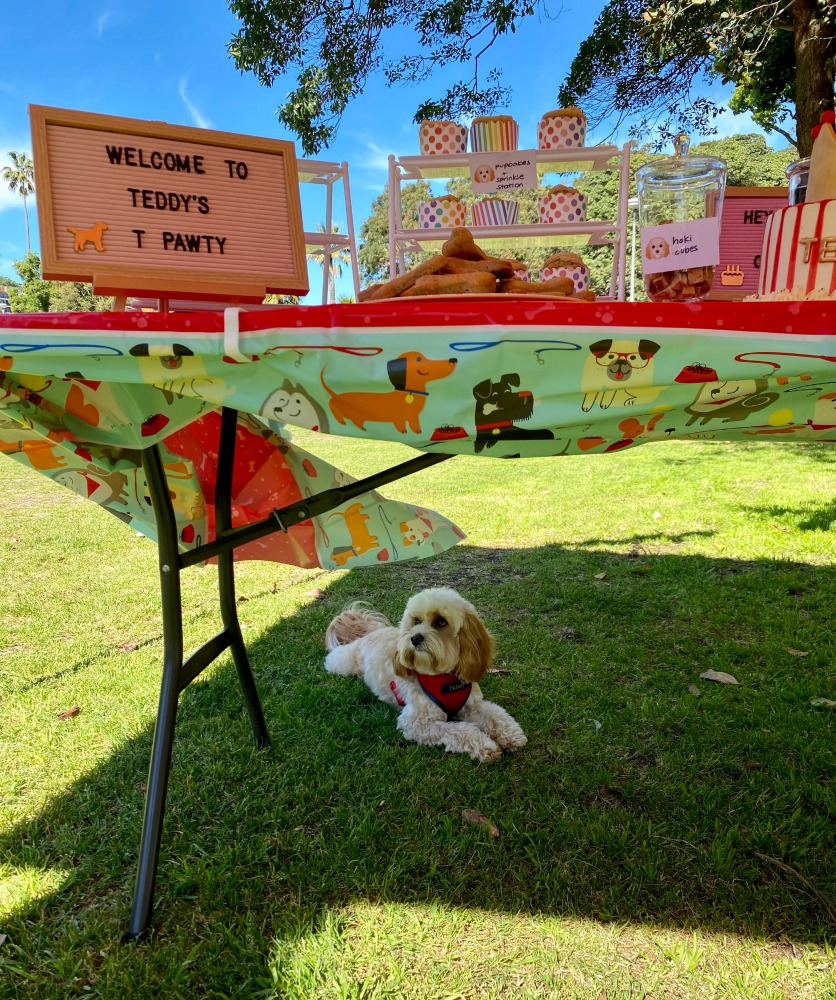 dog sitting under table at dog birthday party