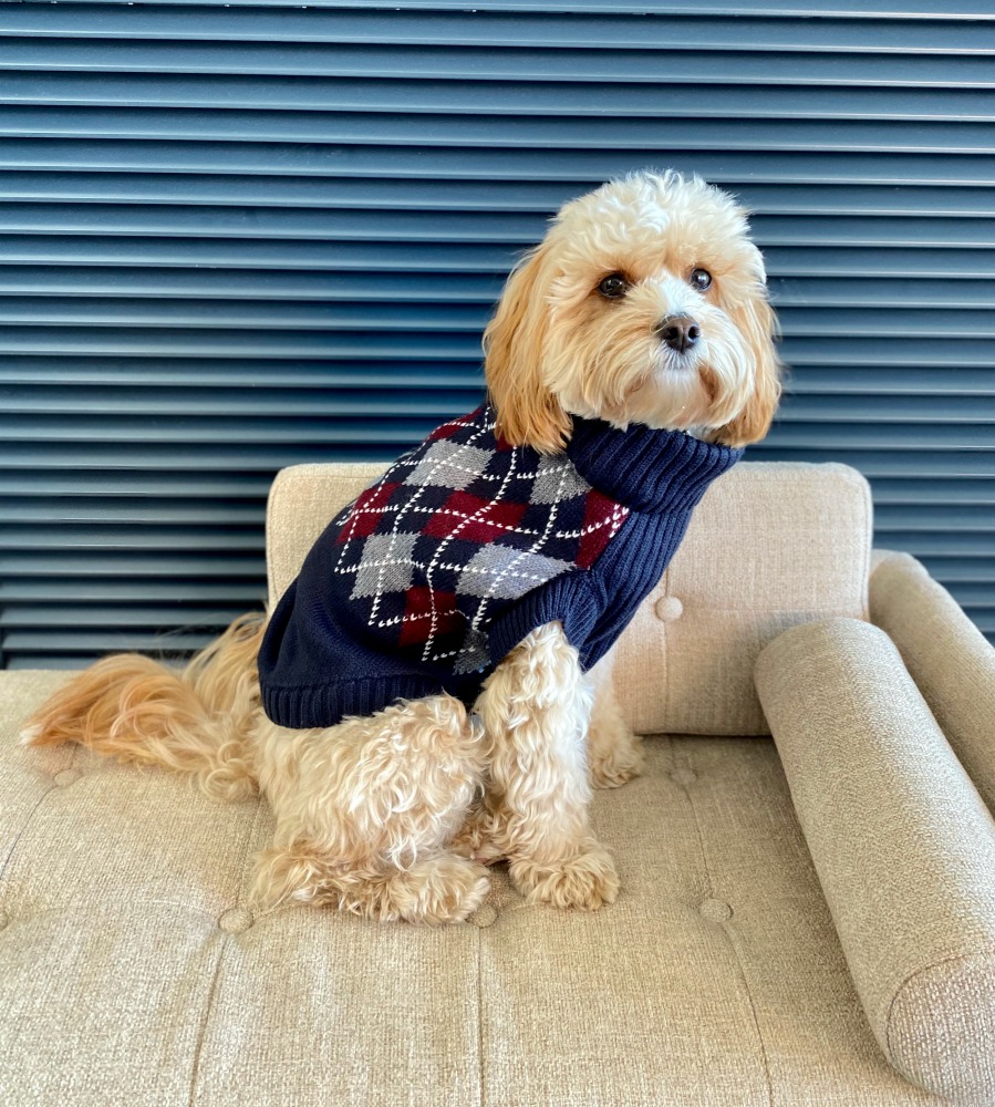 dog in argyle sweater sitting on a sofa