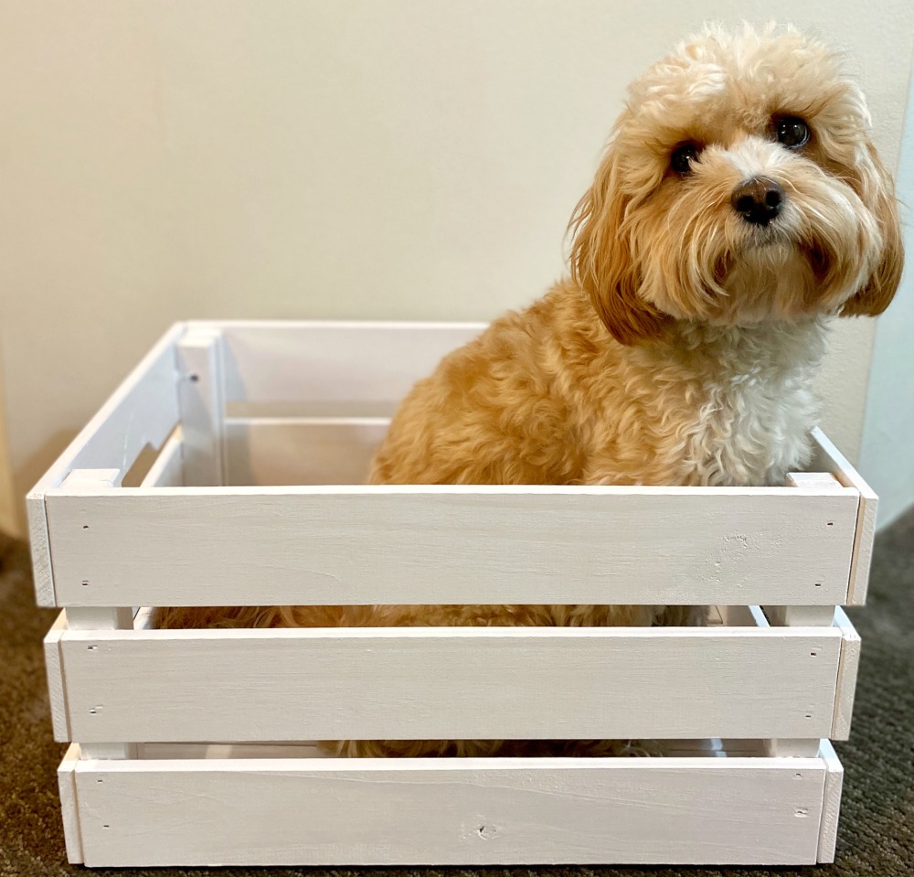 cavoodle sitting in white wooden box