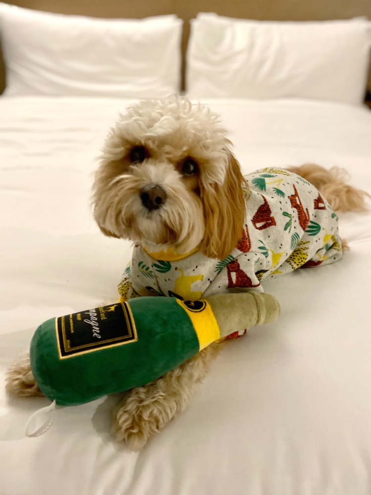 dog wearing pyjamas lying on king size bed with toy bottle of champagne