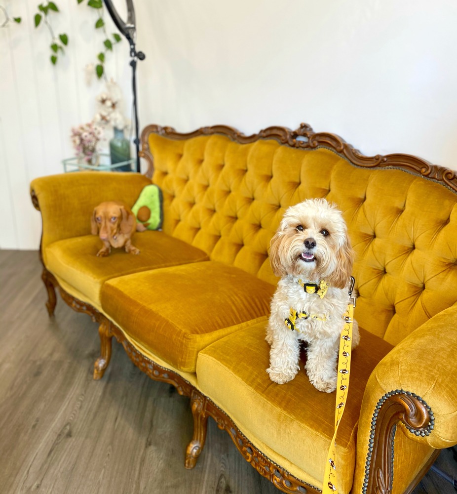 a dashshund and a cavoodle sitting on a velvet yellow sofa