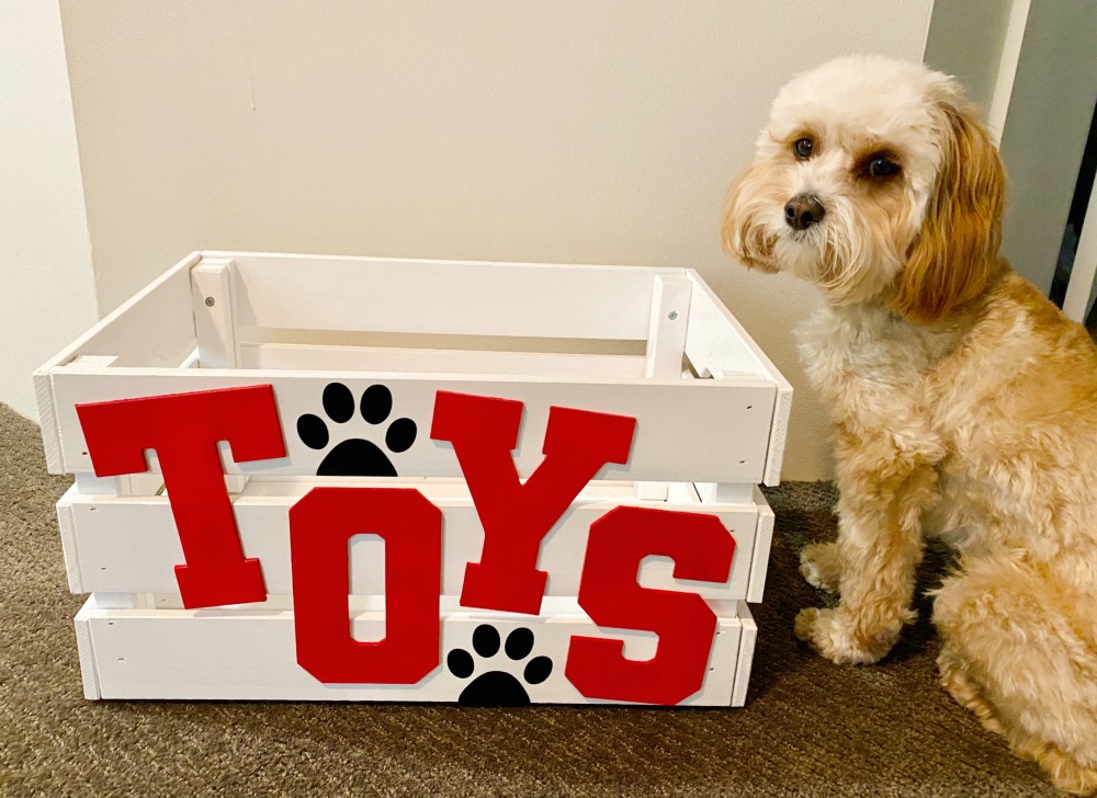 cavoodle sitting next to an empty toy box