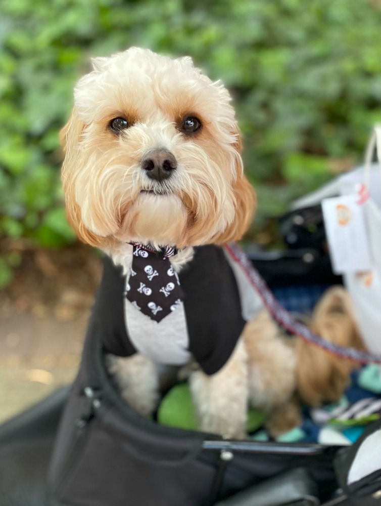 cavoodle wearing Halloween tie