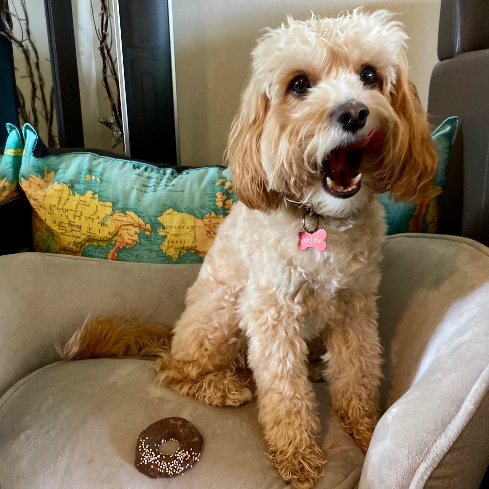 dog yawning next to a donut cookie