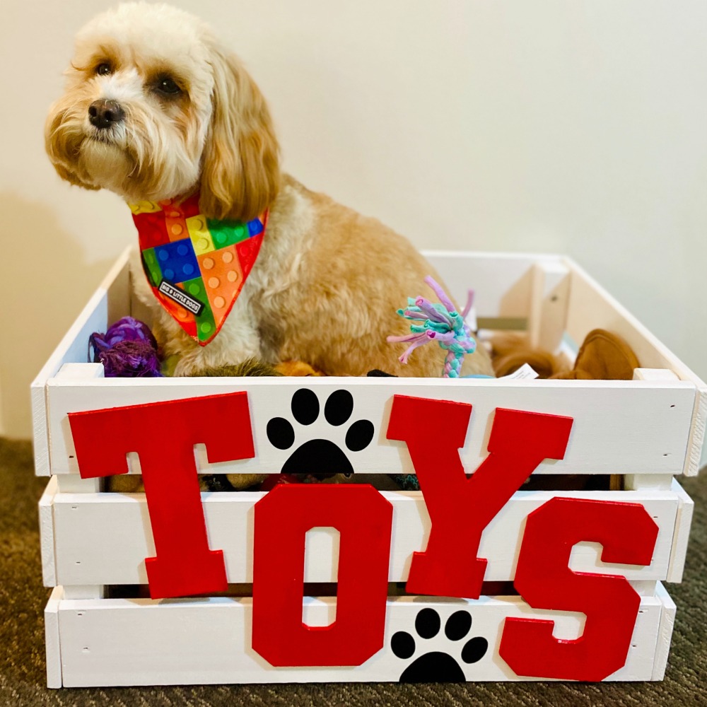 cavoodle sitting in toy box with toys