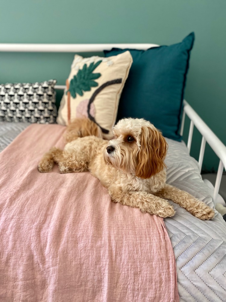 dog lying on a day bed