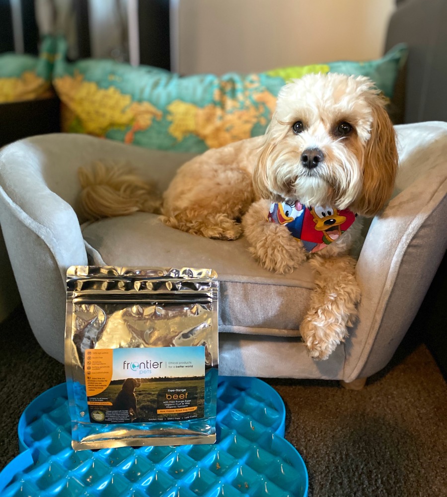 cavoodle sitting on pet sofa with packet of frontier pet food