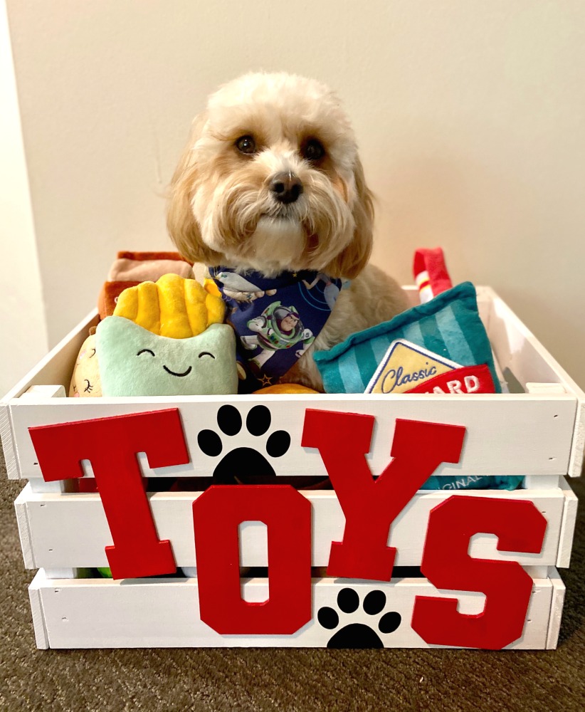 dog sitting in toy box with plush toys