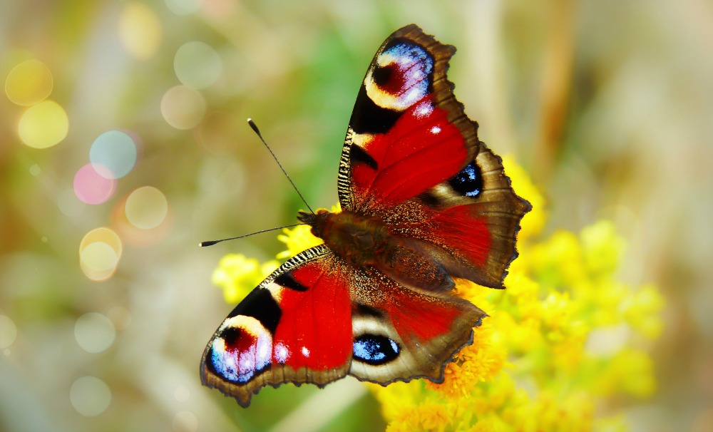 butterfly on bokeh background