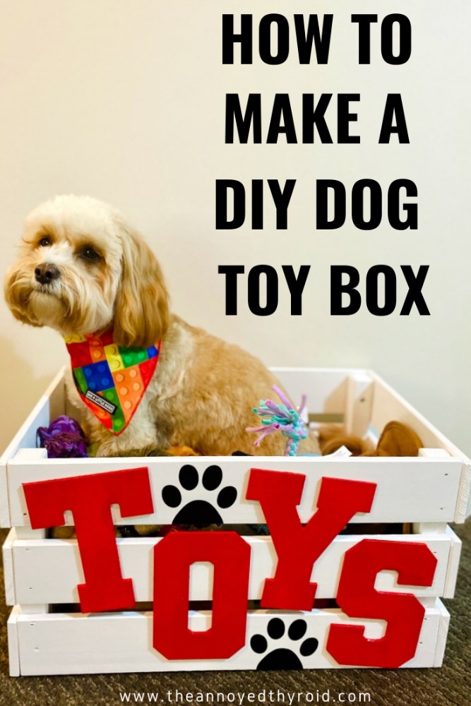 cavoodle sitting in dog toy box