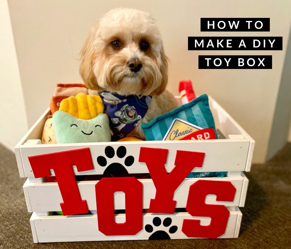 cavoodle sitting in toy box with plush toys