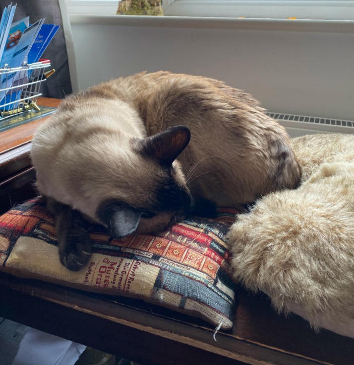 cat lying on a cushion