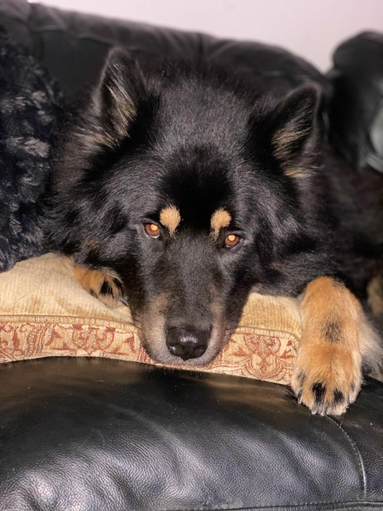 dog sleeping on cushion