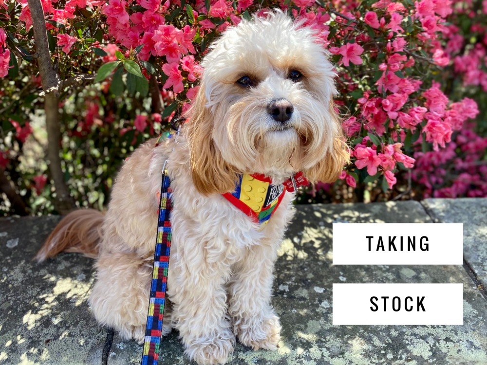 dog sitting on a wall with pink flowers in the background