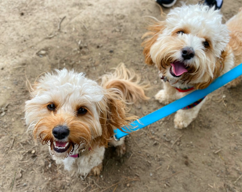 two cavoodle siblings