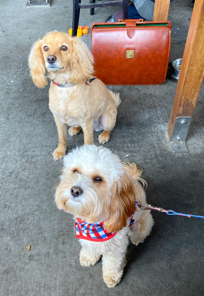 two cavoodles sitting nicely in a pub