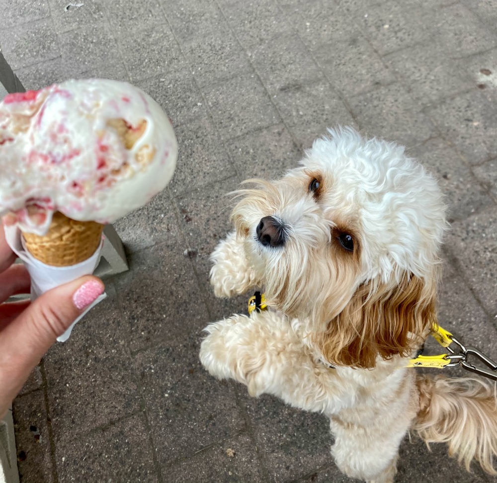 dog jumping up at ice cream