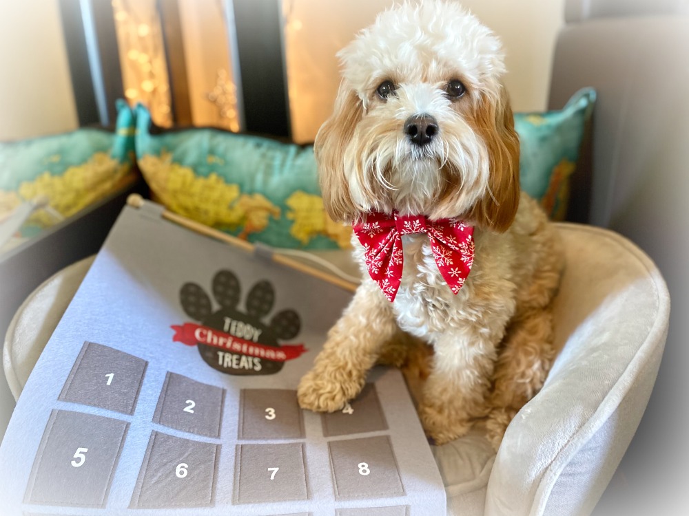 cavoodle sitting with paw on advent calendar