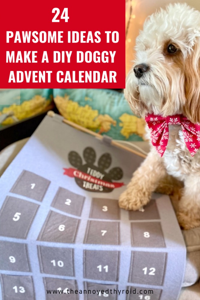 dog looking at advent calendar